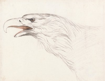 Head of an Eagle, Facing Left by Unbekannt Unbekannt